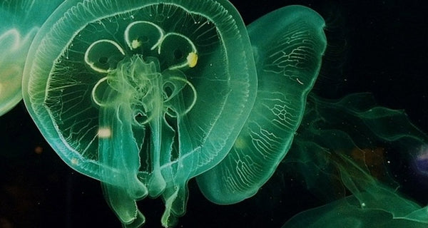 Mythical Medusa: A Dreamlike Beauty